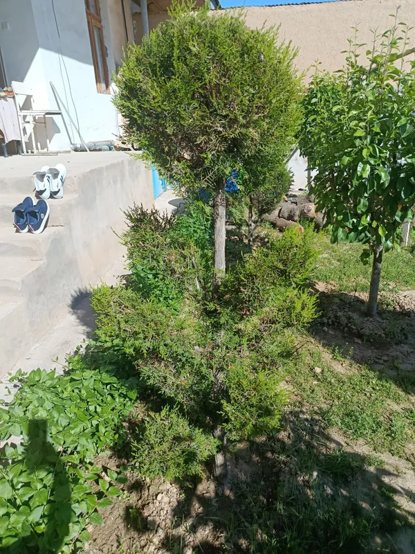 Shar,skelet va pryamoy archalar tayyor kesilgan — фото 2