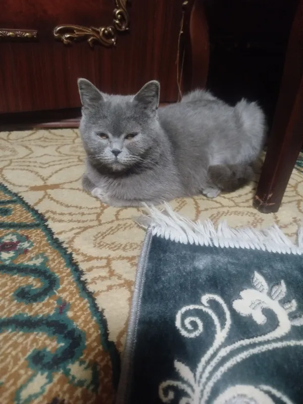 британский кошка — фото 3