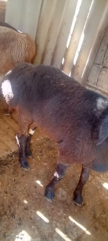 Яхши куйлар сотилади 2 та 3