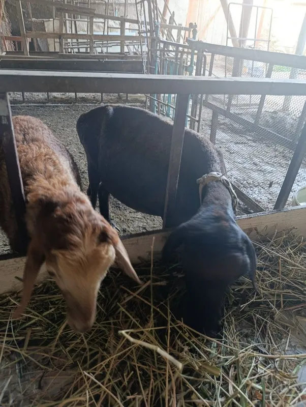 Ona bola qo'y sotiladi