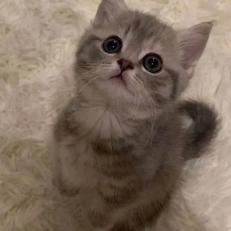 Scottish fold & straight cat. 2 oylik 3