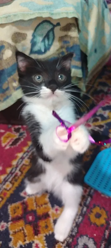 Продаётся котёнок девочка 4