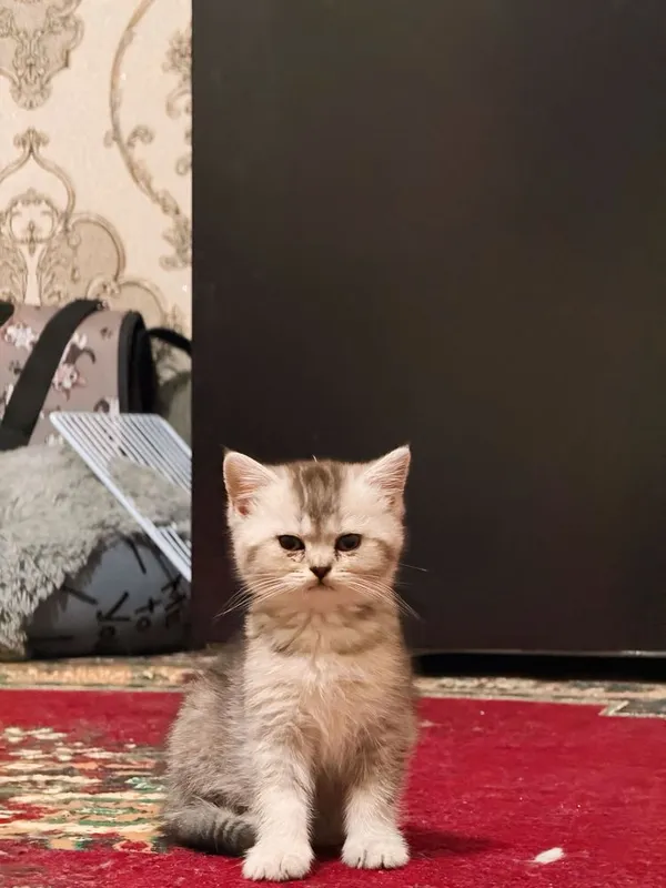 Juda quvnoq uynoqi piwey