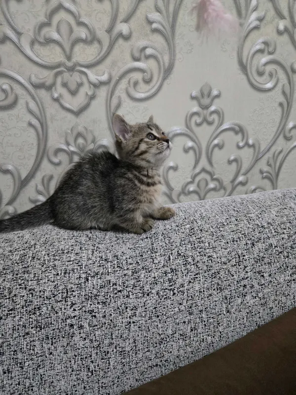 Котенок манчкин.девочка