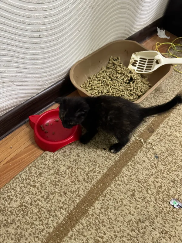Котёнок 2 Котёнок 2