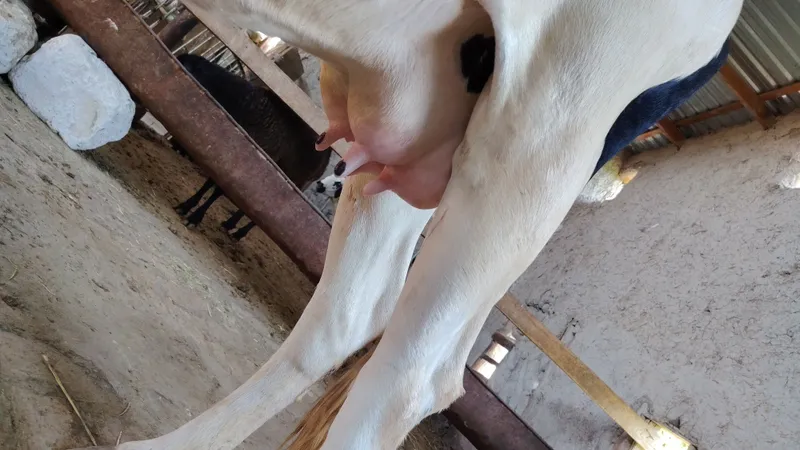 Ona bola sigirlar 4 Ona bola sigirlar 4
