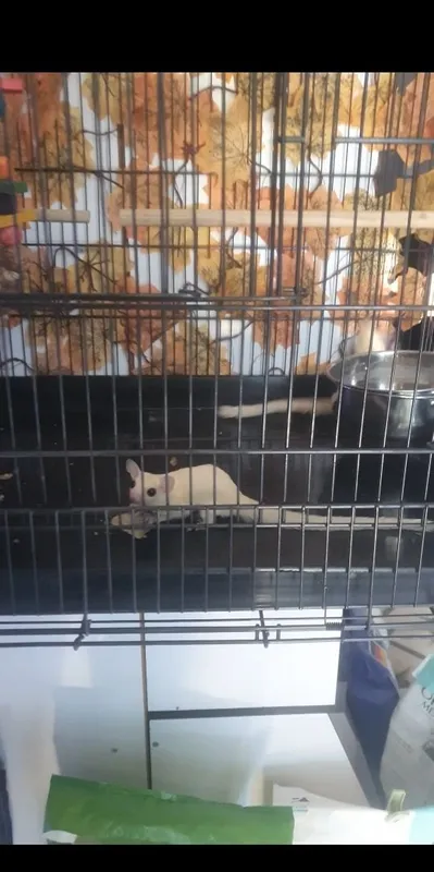 Shakar possum sotiladi 3 Shakar possum sotiladi 3