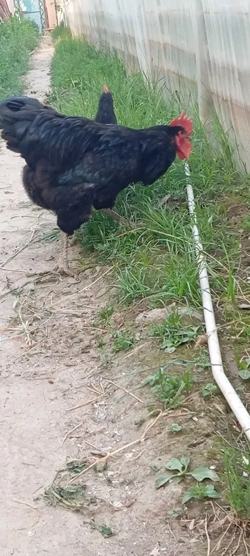Qora shağzoda zotiga mansub xôroz