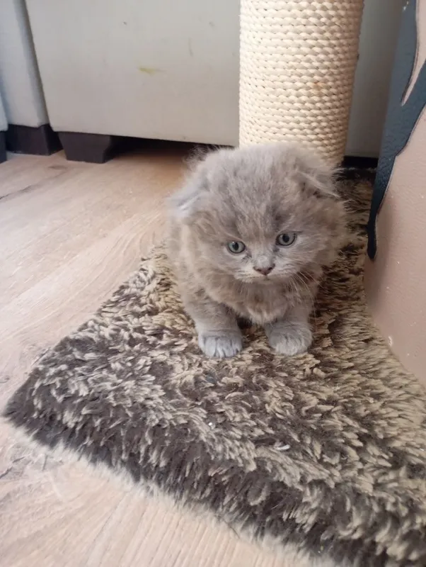 Продаются котята