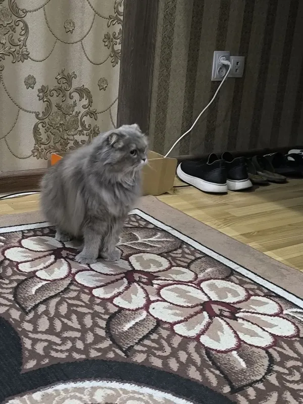 Mushuk sotiladi yaxshi qaraydigan odamga