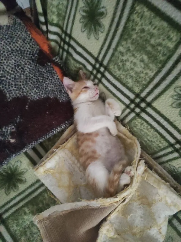 пристраиваются котятки в ответственные руки 5 пристраиваются котятки в ответственные руки 5