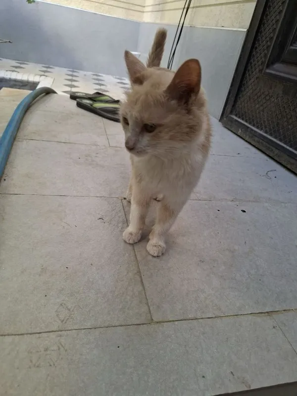 Отдадим бесплатно котёнка в добрые руки 4