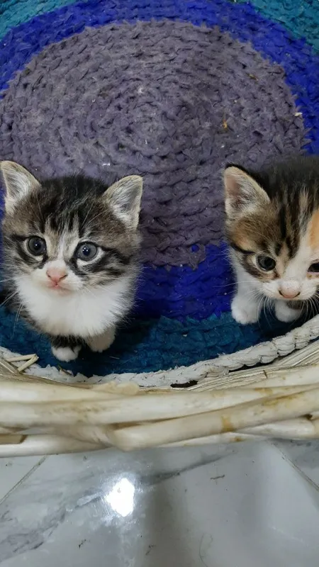 Отдаются котята даром — фото 3