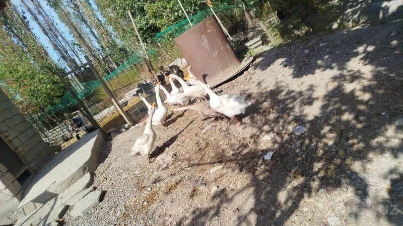 Срочно продаются 9 гусей 1 Срочно продаются 9 гусей 1