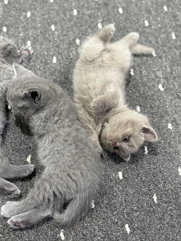 Британсике котята — фото 1