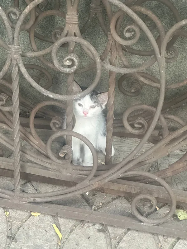 Котята,1,5 месячные, в хорошие руки — фото 2