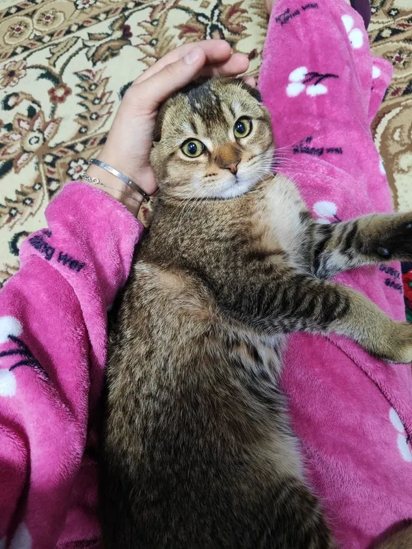 Mushuk bolasi sotiladi sotiladi