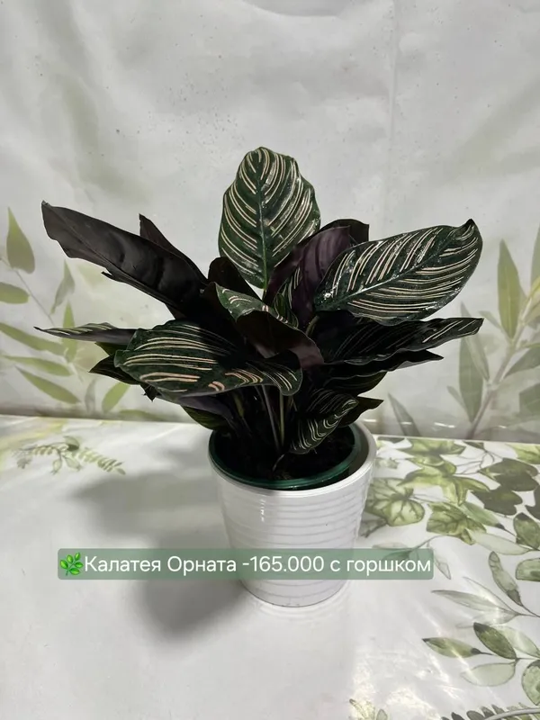 Бамбуки разные и др растения