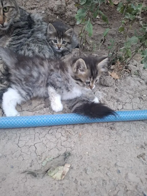 Продаются домашние котята девочки 2 Продаются домашние котята девочки 2