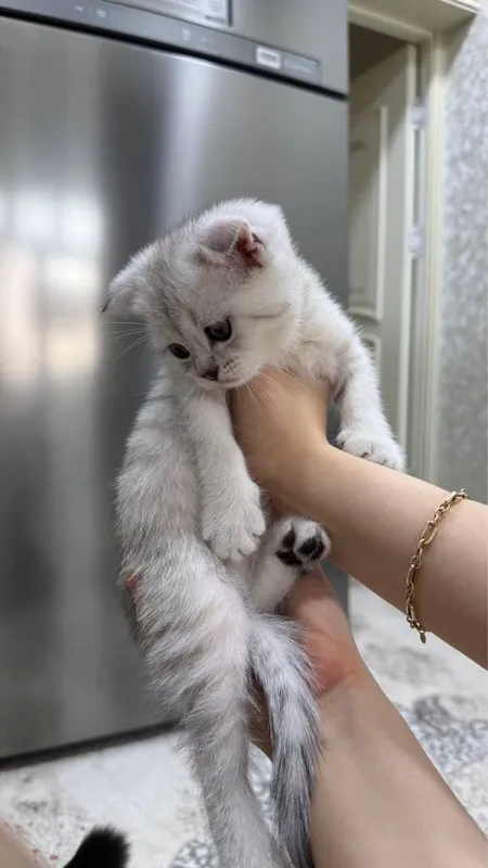 Продаются котята скоттиш фолд/страйт (серебристая шиншилла) 3 Продаются котята скоттиш фолд/страйт (серебристая шиншилла) 3