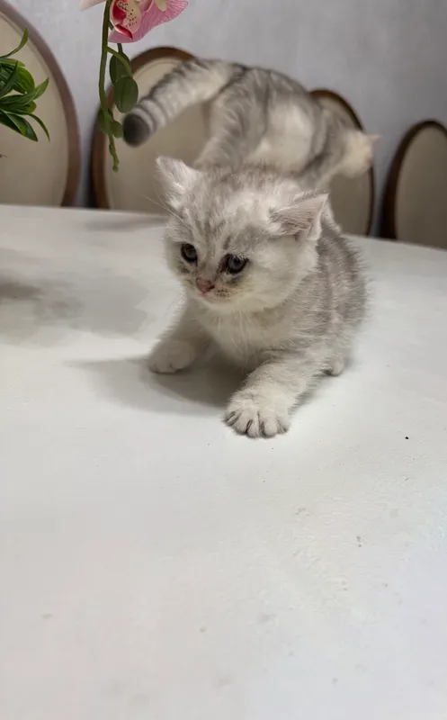 Chinshilla zotli mushukchalar 5