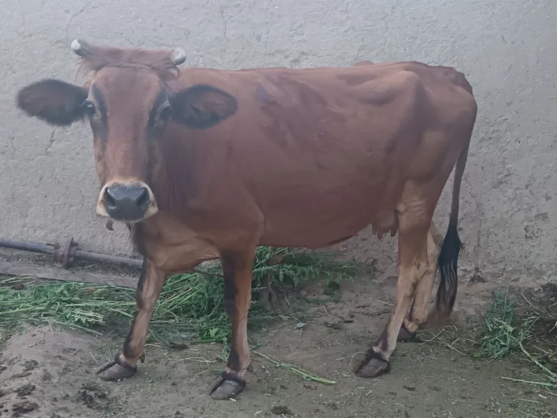 Sigir sotiladi buğoz sigir