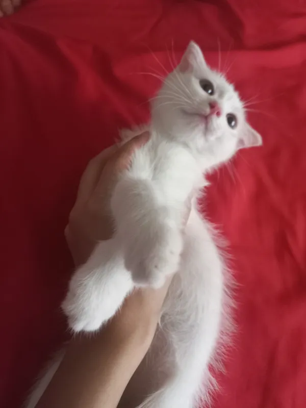 кошка 4