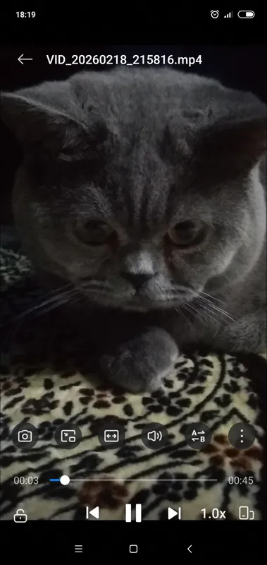 скотиш страйт шотландский 3