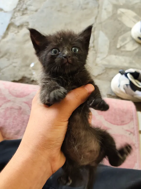 маленький, черный, котенок