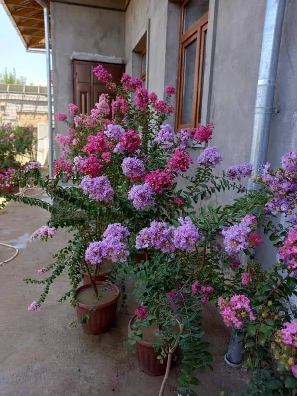 Индийская сирень