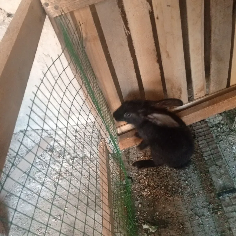 кролик срочно 2 кролик срочно 2