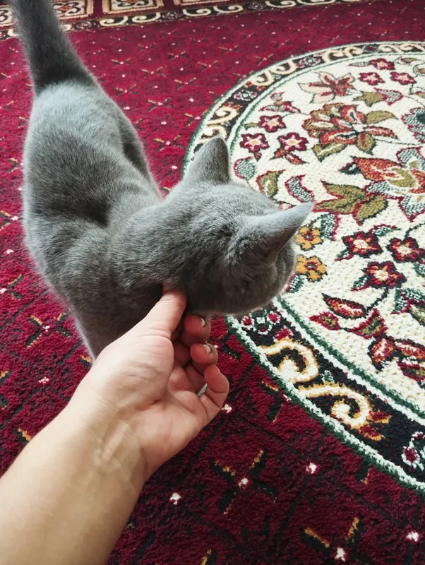 Продаётся British Shorthair 5