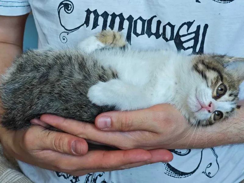 Котёнка в добрые руки! — фото 5