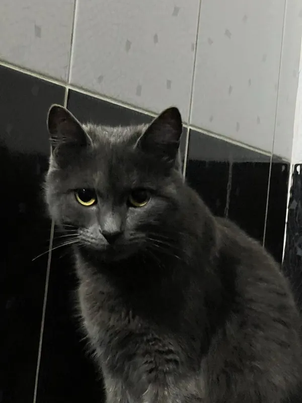 Mushuk xadyaga berila