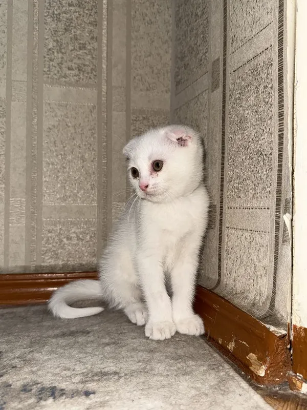 Scottish fold o’gil bola 2 oylik 1 Scottish fold o’gil bola 2 oylik 1