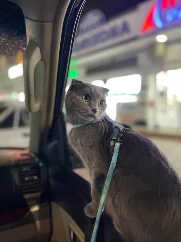 Scottish Fold toza qon 1 Scottish Fold toza qon 1