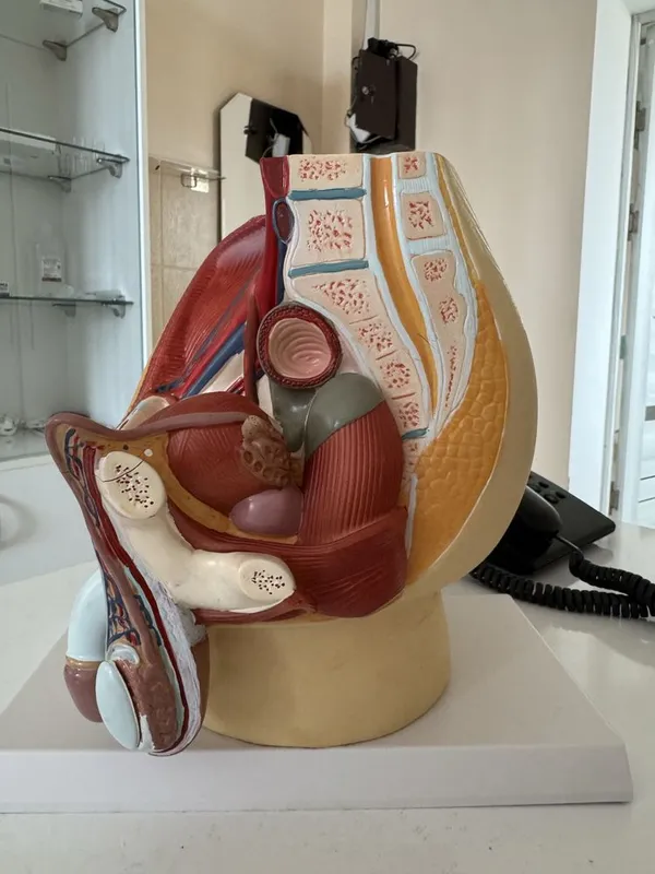 Анатомический муляж мужского полового органа,почки anatomik mulyaj