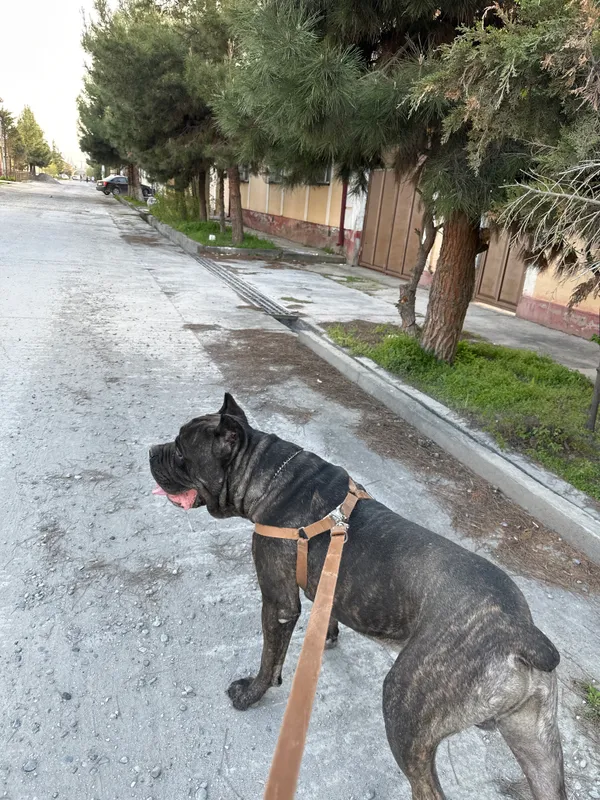 Cane corso Cane corso