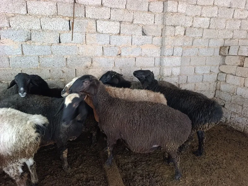 Solu quylar solu quzi qicqorlarà — фото 2