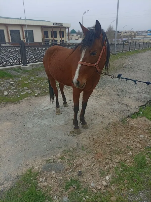 От сотилади модда — фото 3