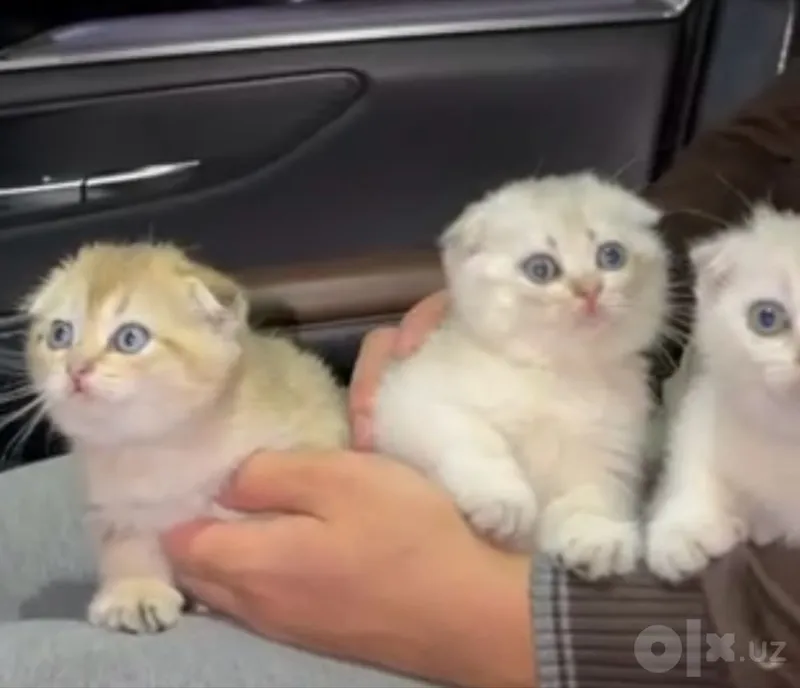 Scottish Fold — серебристая и золотистая шиншилла 2 Scottish Fold — серебристая и золотистая шиншилла 2