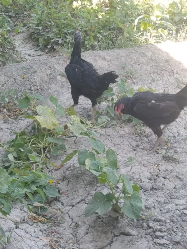 Kulangi tovuq zoʻri 2 Kulangi tovuq zoʻri 2