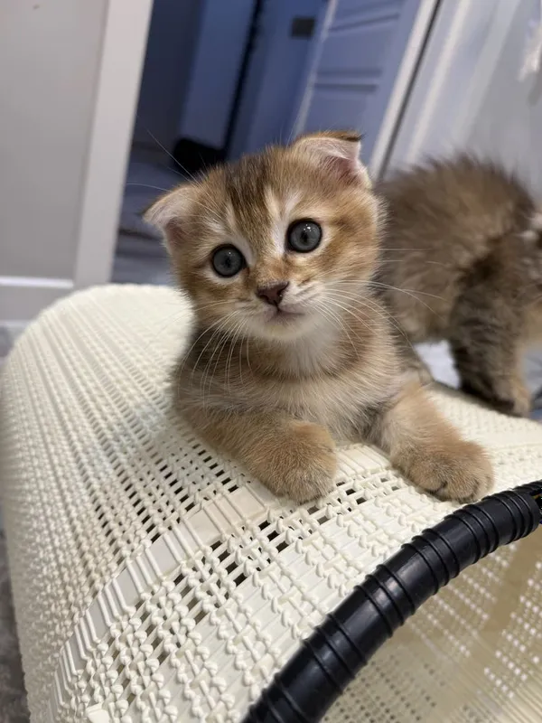 Кошка Шиншилла 2 месяцев 1 Кошка Шиншилла 2 месяцев 1