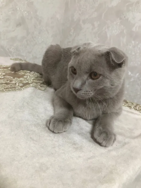 Кот: британский 1 Кот: британский 1