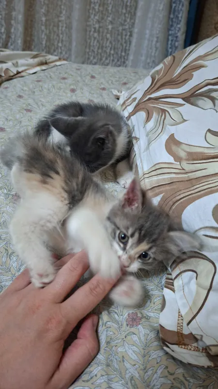 Отдам даром котят — фото 5