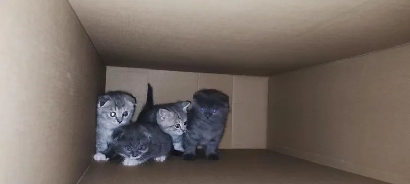 Срочно продаются Скоттиш Фолд и Скоттиш Страйт — фото 1