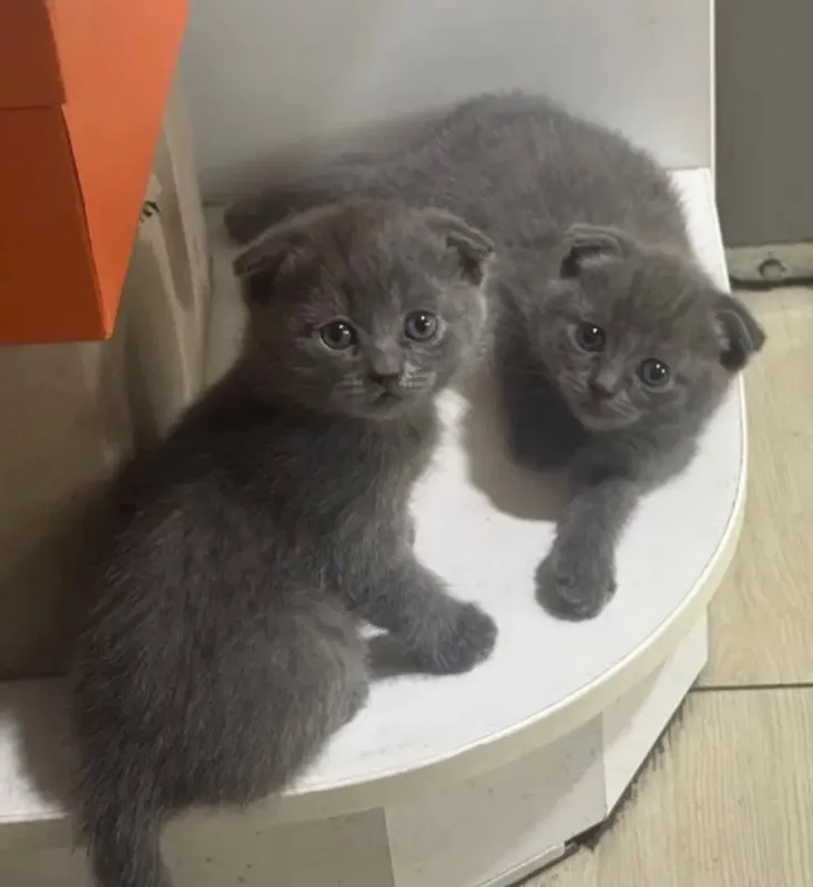 Британские/шотландские котята — фото 2