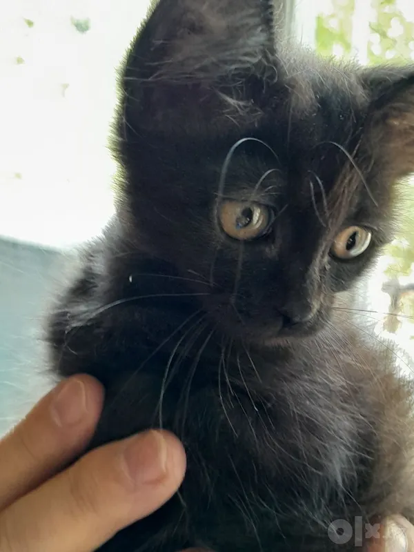 Котёнок 1,5 месяца.Бесплатно. 4 Котёнок 1,5 месяца.Бесплатно. 4