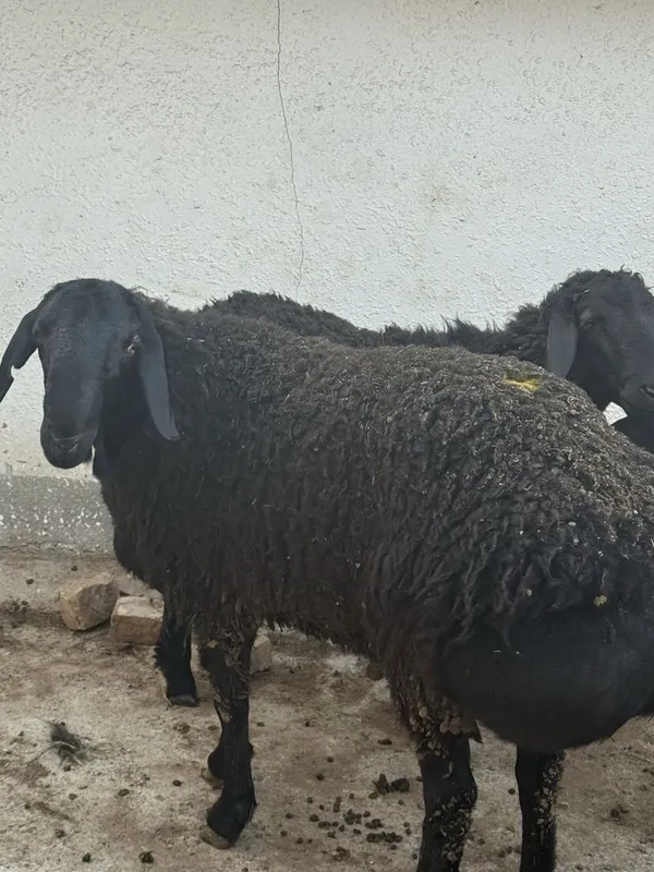 Qassob service va ( FERMA-qoylar bor ) — фото 4