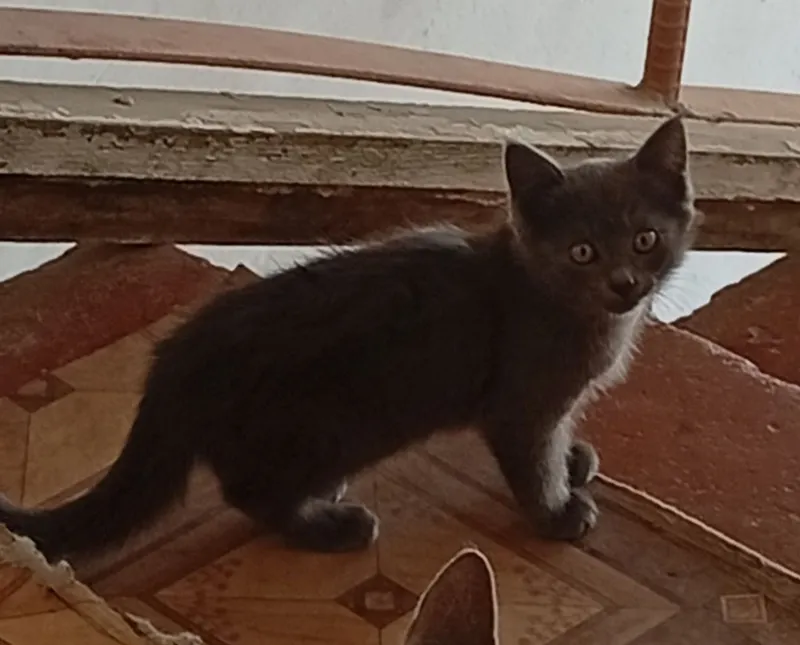 Котята,разные,2мес.мальчики и девочки 3 Котята,разные,2мес.мальчики и девочки 3